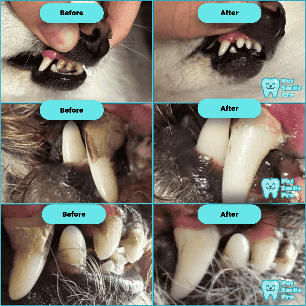 CleanBite™ Tartar Remover